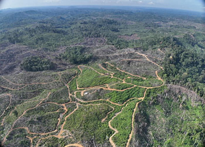 Ribuan Hektare Hutan Rusak