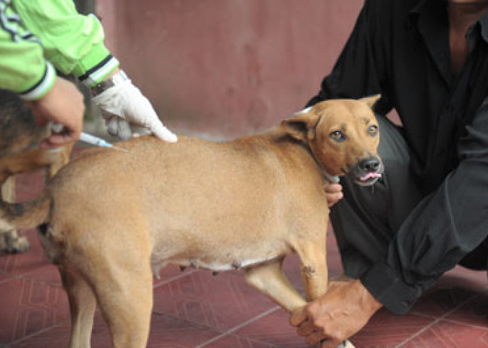 Distankan Rejang Lebong Batalkan Eliminasi Anjing Liar