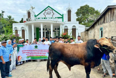  Hewan Kurban di Rejang   Lebong Capai 1.210 Ekor