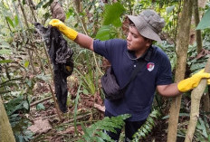 Ditemukan Kerangka Mayat di Hutan Air Nipis, Diduga  Korban Meninggal karena Ini