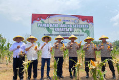  Panen Raya Kuartal III di   Benteng Hasilkan Segini Jagung