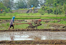 Target Cetak Sawah di Bengkulu 2.217 Ha untuk 4 Kabupaten, Berikut Rinciannya 
