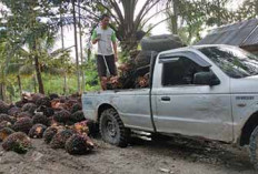 Harga TBS Bengkulu Utara Masih Stabil,  PT Mitra Puding Mas Tertinggi