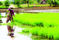 Target 6 Ribu Ton Beras,  Ini Kata Subkor Prroduksi Dinas Ketahanan Pangan dan Pertanian (DKPP) Kota Bengkulu,