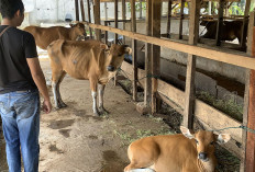  Belum Ditemukan Sapi Ngorok di Seluma