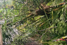 Air Bah Meluap, Pohon Sawit Tumbang Tutupi Jalan Nasional Bengkulu–Manna