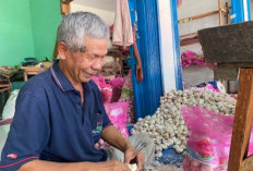 Harga Bawang Merah Turun di Bengkulu, Segini Sekarang
