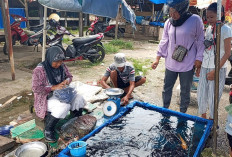 Harga Ikan Air Tawar di Bengkulu Selatan Meroket, Segini Kenaikannya  