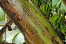 Heboh, Pohon Pisang di Bungamas Berbuah di Tengah Batang, Warga Ramai Berdatangan