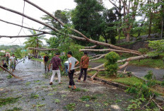 Pohon Tumbang, Tutupi Badan Jalan Perkantoran Seluma