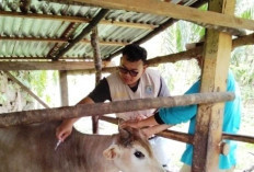 Sebulan, 131 Ternak di Kaur   Mati Karena Terserang Penyakit Ini