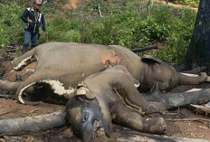 Kematian Gajah di Hutan Produksi Bentang Seblat, Alarm Nyata Gagalnya Penegakan Hukum Sawit Ilegal