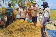 Hasil Panen Meningkat,   Harga Gabah Menurun, Ini Penyebabnya 