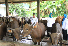 Jamin Kesehatan Sapi Kurban, Terhindar dari Penyakit Ngorok 