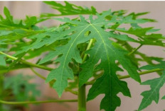Dibalik Rasa Pahit, Khasiat Daun Pepaya Dapat  Mengatasi  Asam Lambung 