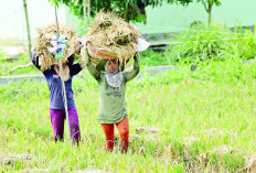 Harga Gabah di Bengkulu Stabil, Tapi Beras Masih Tetap Tinggi