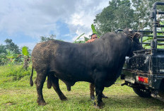 Fantastis! 1.098 Sapi Kurban Presiden Disalurkan ke Daerah, Telan Anggaran Tembus Rp100 Miliar