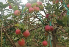 Kolesterol Anda Tinggi, Turunkan dengan Konsumsi Buah Ini