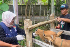 Jelang Idul Adha 2026, Dinas Pertanian Mukomuko Gencarkan Vaksinasi Hewan Kurban