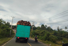  Harga Sawit di Mukomuko Makin Tinggi 