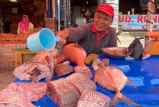 Harga Ikan Laut Tinggi, Penjualan Merosot