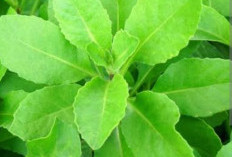 Daun Sambung Nyawa Dapat Mengobati 10 Penyakit, Ini Cara Mengonsumsinya 