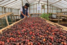 Luar Biasa! Kopi Robusta Rejang Lebong Juara 1 Nasional