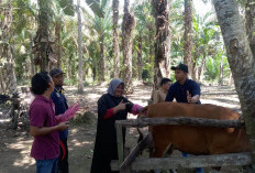 Kawal Idul Adha 2026, Dinas Pertanian Mukomuko Siagakan Petugas Medis Ternak hingga Hari Penyembelihan