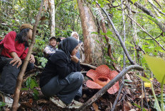  Rafflesia Kemumu Ensis Mekar Sempurna di Bengkulu Utara , Ini Lokasinya
