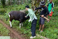 Jelang Idul Adha, 3.017 Ternak di Bengkulu Tengah Divaksin, Terbanyak di Kecamatan Ini