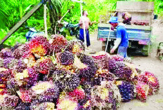 Harga TBS Sawit Capai Rp 2.800 Per Kilogram