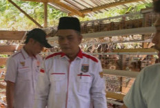 Tabarenah Kembangkan Ayam Petelur
