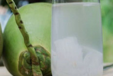 7 Manfaat Air Kelapa  Bagi Kesehatan Salah Satunya Mencegah Pengeroposan Tulang
