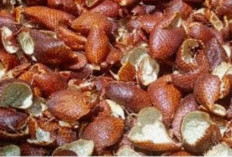 Kaya Antioksidan, Kulit Salak  Berpotensi Atasi Diabetes, Ini Cara Mengolahnya