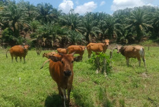 Pemdes Kertapati Mudik Kembangkan   Ternak Sapi dari Dana Desa 2025