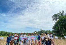 Bumdes Tungkal 1 Pelopor Ketahanan Pangan, Tanam Jagung Unggul 1 Hektar