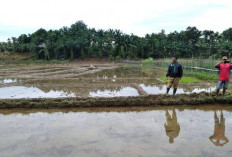 Kementerian Pertanian Rekrut Petani Milenial, Gaji Rp 10 Juta Perbulan, Begini Cara Daftarnya