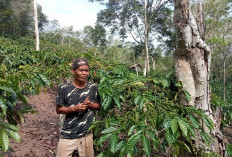  Kebun Kopi di Lebong Segera Diremajakan, Ini Tujuannya   