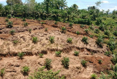  Poktan Terima Dana Replanting Rp 2,3 Miliar, Ini Luas Lahan Kebun Sawit Direplanting di Bengkulu Utara  