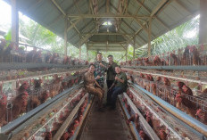 Budidaya Ayam Petelur Desa Tanjung   Kemenyan Tunjukkan Hasil Positif
