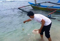 1.000 Benur Dilepas ke Laut, Jaga Ekosistem di Kawasan Ini