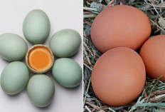 Mengandung Banyak Protein, Lalu Mana yang Paling Sehat: Telur Ayam atau Telur Bebek?