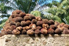  Harga Sawit di Bengkulu Utara Tertinggi Rp 2.900/kg 