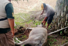 Penyakit Ngorok Meluas, 81 Ternak Mati