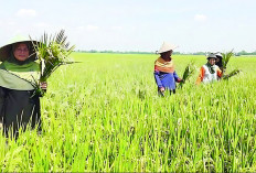 Produksi Padi Dibawah Target, Ini Keterangan Kepala Dinas TPHP Kota Bengkulu