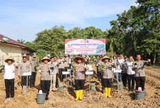Dukung Ketahanan Pangan Nasional, Polres Mukomuko Tanam Ubi Ungu