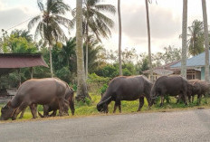  Peternak di Mukomuko Diminta Jaga Kebersihan Kandang. Ini Tujuannya