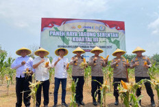 Panen Raya Kuartal III di Benteng, Hasilkan 10 Ton Jagung