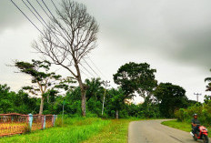Waspada Pohon Tumbang, Utamanya di Sepanjang Jalan Ini 