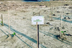 Sinergi Pelestarian Pesisir, Bupati Bengkulu Tengah Pimpin Aksi Tanam Mangrove dan Pelepasan Tukik